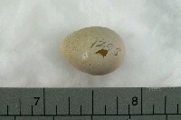 藏品(灰山椒卵)的圖片